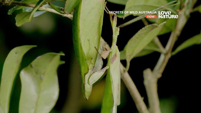Тайны дикой природы Австралии_ Насекомые жуки и бабочки (1080p) смотреть онлайн
