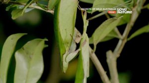 Тайны дикой природы Австралии_ Насекомые  жуки и бабочки (1080p)