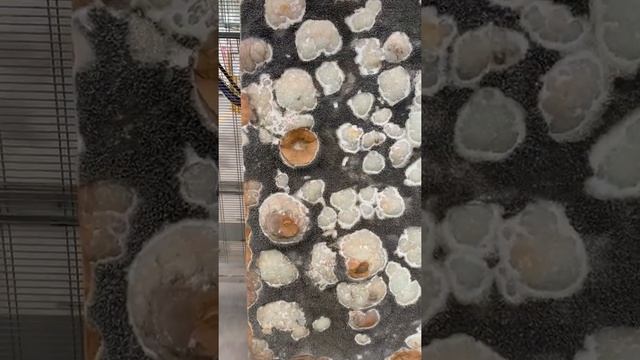 Италия 2019 - путешествие и покупка мрамора смотреть онлайн