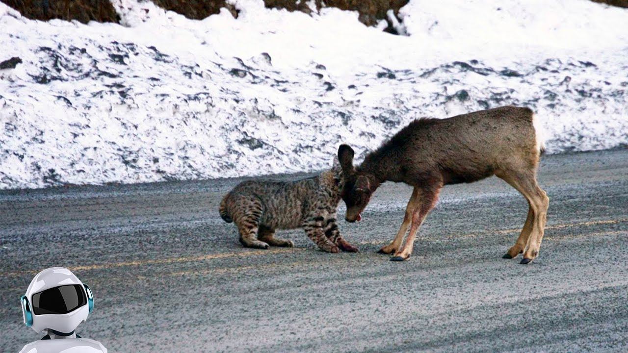 Рысь в Деле / Рысь против Оленя, Пумы, Норки и Овчарки смотреть онлайн