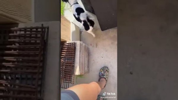 Tortilla Slap Challenge | Try not to laugh