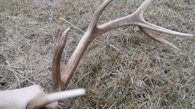 Рога оленя 2020 ..надежда умирает последней, Hirschhörner, zrzuty jeleni смотреть онлайн