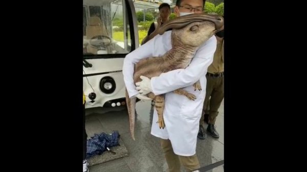 AWW Animals SOO Cute! Cute baby animals Videos Compilation Funniest and Cutest moment of animals #1