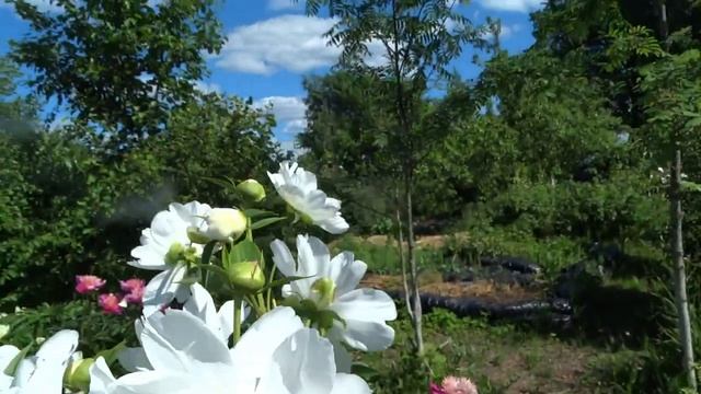 Пион ВАЙТ ИННОСЕНС ? Paeonia WHITE INNOCENCE: обзор, описание, цветение, отзыв смотреть онлайн