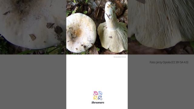 Wolliger Milchling (Lactarius vellereus) | Sensorik | Praktisches Kurzprofil | Shroomers смотреть онлайн