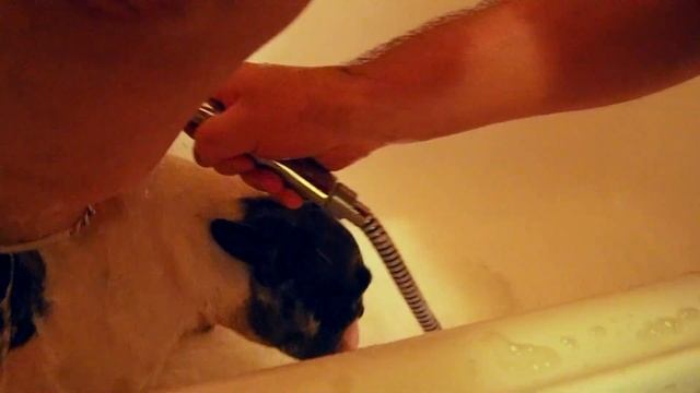 КАК ПОМЫТЬ ФРАНЦУЗСКОГО БУЛЬДОГА: МОЙКА БУЛЬ-БУЛЯ смотреть онлайн