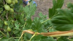 ЗВЕЗДОЧЕТ, ГАЛАТЕЯ и ОРФЕЙ. Лидеры по размеру и урожайности!  Мимо этого крыжовника не пройти...