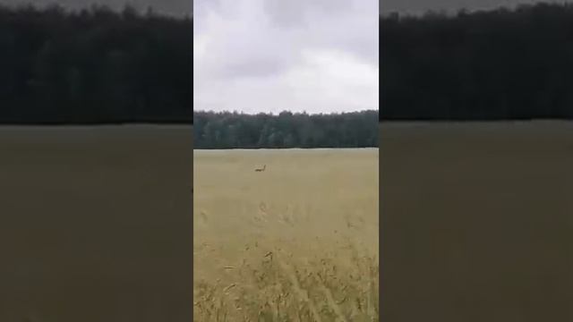 косули в дикой природе как живут смотреть онлайн