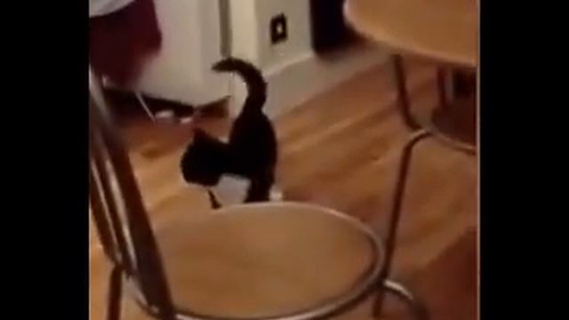 Кот скачет на двух лапах. The cat jumps on two legs смотреть онлайн