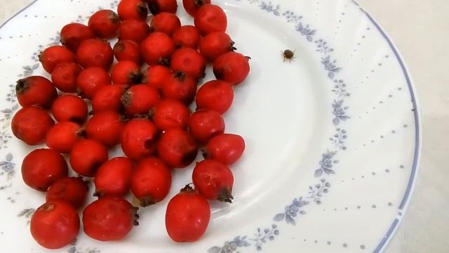 Как нарисоватьтыкву, как приготовить десерт" смотреть онлайн