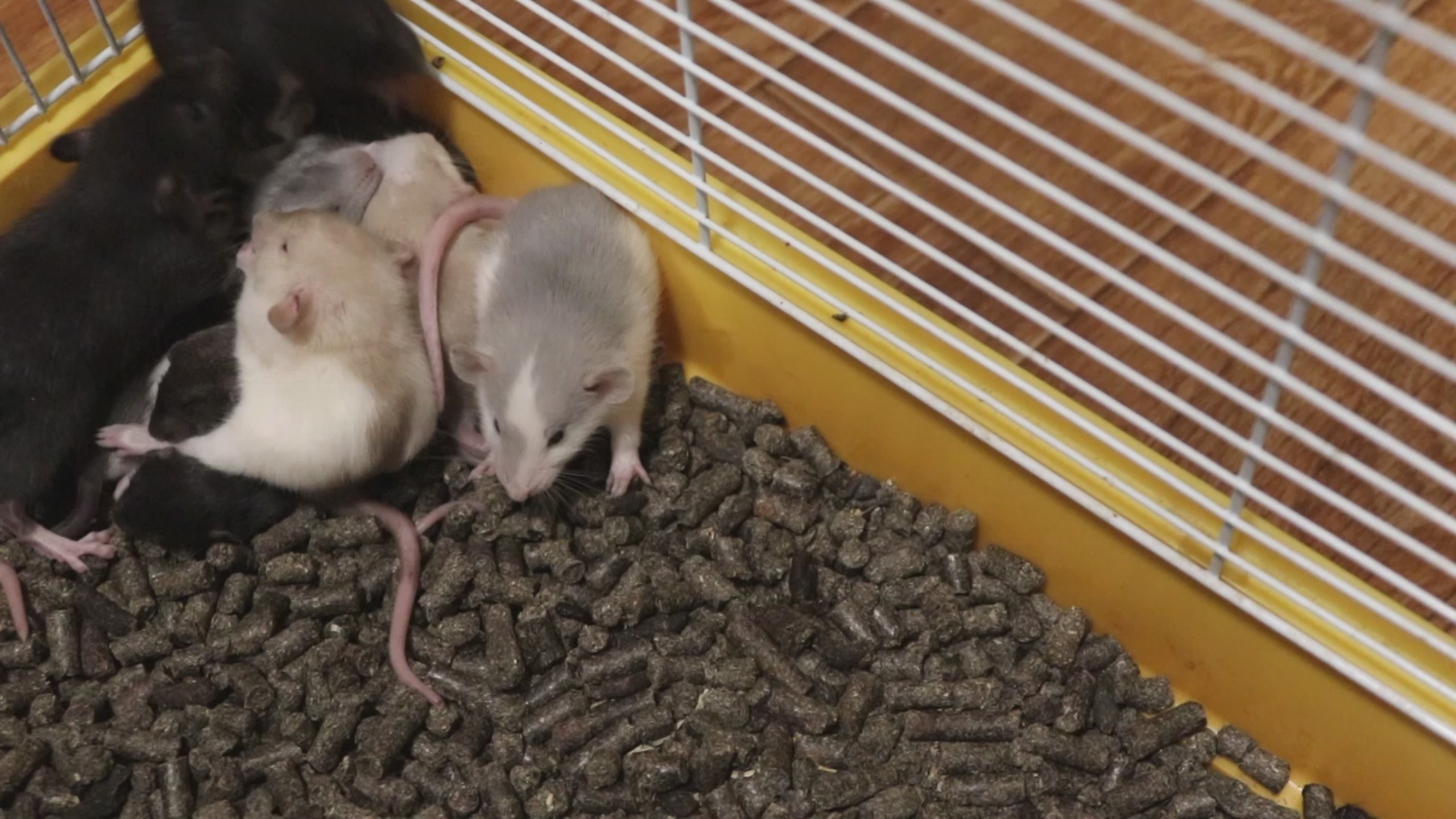 КРЫСЯТА КУШАЮТ И ЛАЗАЮТ ПО КЛЕТКЕ :) смотреть онлайн