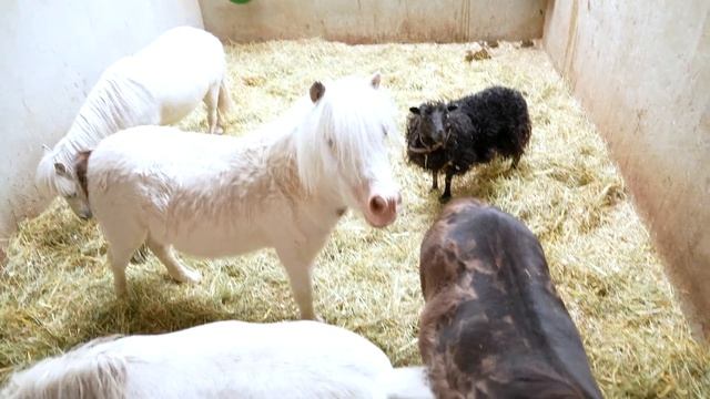 Учим животных на ферме - Маленькая Вера влог - В гостях у пони смотреть онлайн