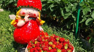 Первая весенняя подкормка для клубники.