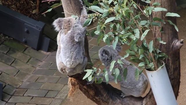 коалы смотреть онлайн
