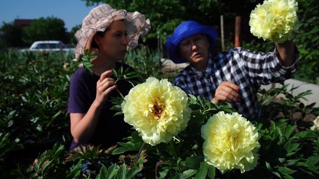 SONOMA HALO - огромный желтый ИТО-пион / Сад Ворошиловой смотреть онлайн