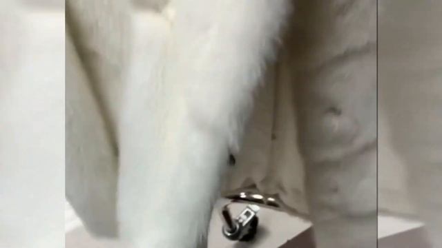 Шубы норковые оптом из ХОРГОСА смотреть онлайн