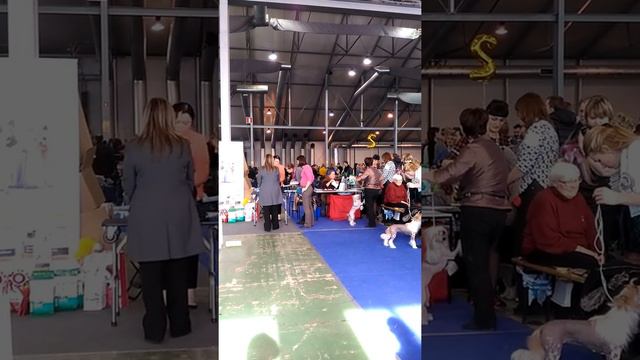 13.03.2016, Москва, Национальная монопородная выставка Китайская хохлатая собака ранга ЧК смотреть онлайн