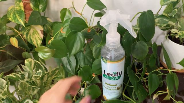 Review: Leafy Glow Plant Polish & Leaf Cleaner 🍃 смотреть онлайн