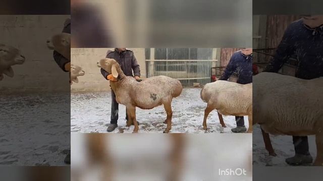 Арашанская порода. Экстерьер арашанских овец 3 архив | Арашан элита койлору смотреть онлайн