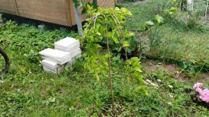 Выращиваем Плакучую Шелковицу на штамбе в Подмосковье