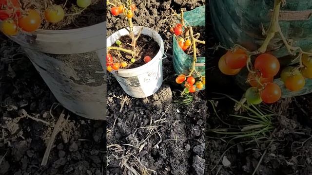 Балконное чудо погибло. #дача #природа #осень смотреть онлайн