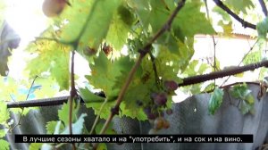 Созрел сорт Нимранг / Ripe variety Nimrang