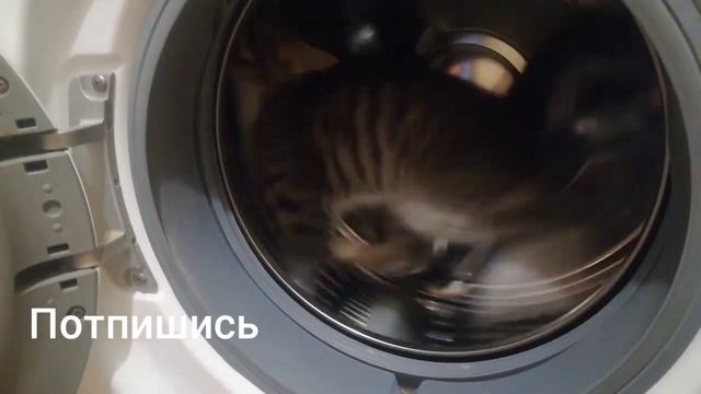 Белка в колесе смотреть онлайн