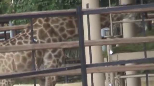 Московский зоопарк летом смотреть онлайн