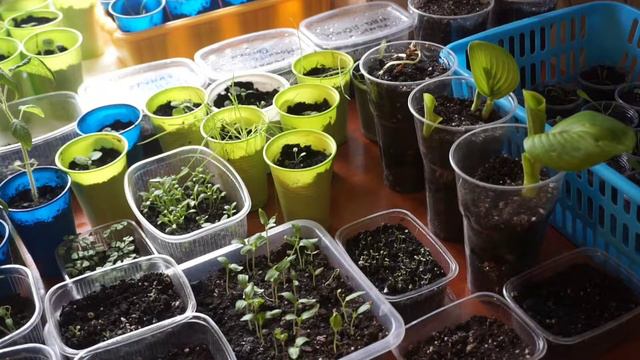 Моя рассада и др. смотреть онлайн