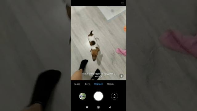 появление собаки (часть 1) смотреть онлайн