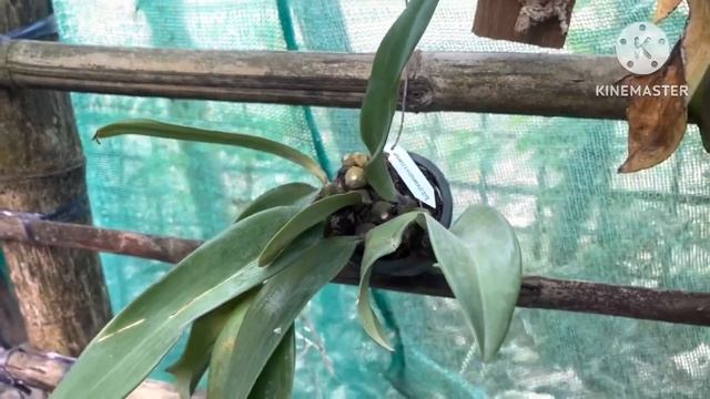 Bulbophyllum Phalaenopsis one of biggest bulbophyllum in the world// Phalaenopsis mannii,Ascocentru смотреть онлайн