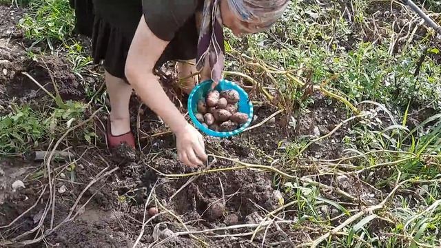 Дагестан 2020/ Сельская жизнь. смотреть онлайн