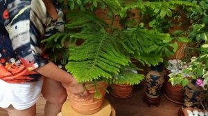 Араукария. Советы по уходу.