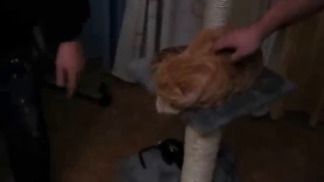 Первое знакомство двух котов. Scottish fold смотреть онлайн