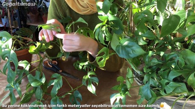 Rhaphidophora Tetrasperma’nın (Monstera Minima) Genel Bakımı Ve Rhaphidophora Tetrasperma Variegata