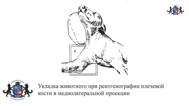 Урок 11. Укладка животного при рентгенографии пояса грудных конечностей. Плечевая кость смотреть онлайн