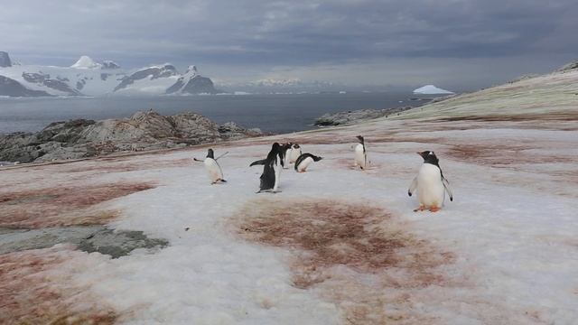 Gentoo Penguins 'Playing Tag' смотреть онлайн