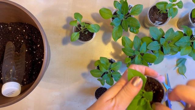 Черенкование петунии