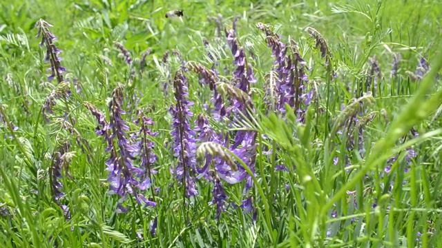 Красивые полевые цветы, трудолюбивые пчелки смотреть онлайн