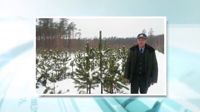 Лучшего лесничего определили в Беларуси смотреть онлайн