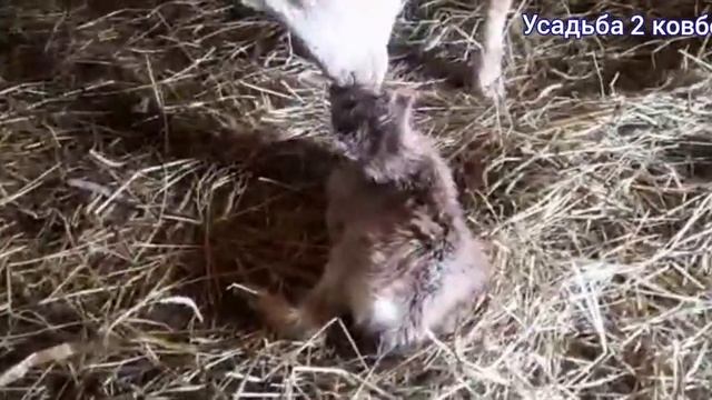 Окот козы ЛАМАНЧА смотреть онлайн