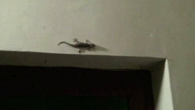 Ящерицы, пауки - арамбольские "соседи", кто то походил по стене. Это Индия смотреть онлайн