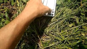 Ирга Хонейвуд