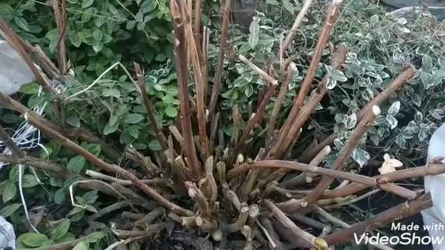 Крупнолистная гортензия:Раскрытие весной и косметическая обрезка . смотреть онлайн