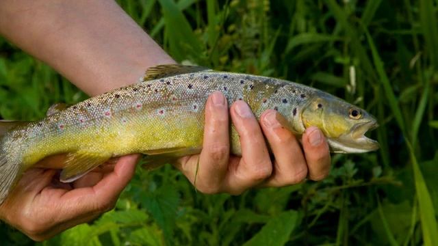 River Allen - Wimborne St Giles смотреть онлайн