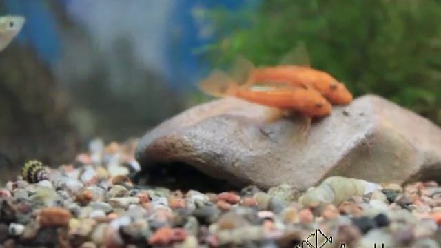 Битва сомов в АкваИнтерио Анциструс Super Red смотреть онлайн