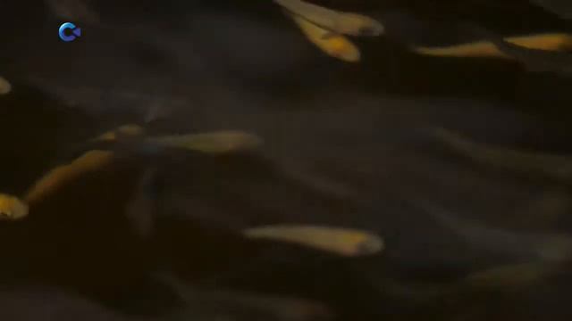 В Карелии создадут тест-систему для исследования воды смотреть онлайн