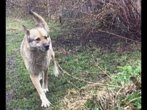 Апрель уходит снегом.27.4.2021.