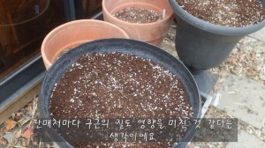 (Bulbs Update)구근 월동 결과