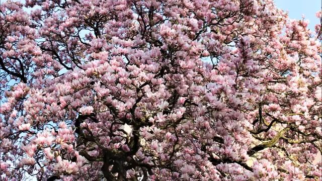 Моим друзьям я посвящаю стих/ Автор Elena Krieger/ Фото Автора смотреть онлайн